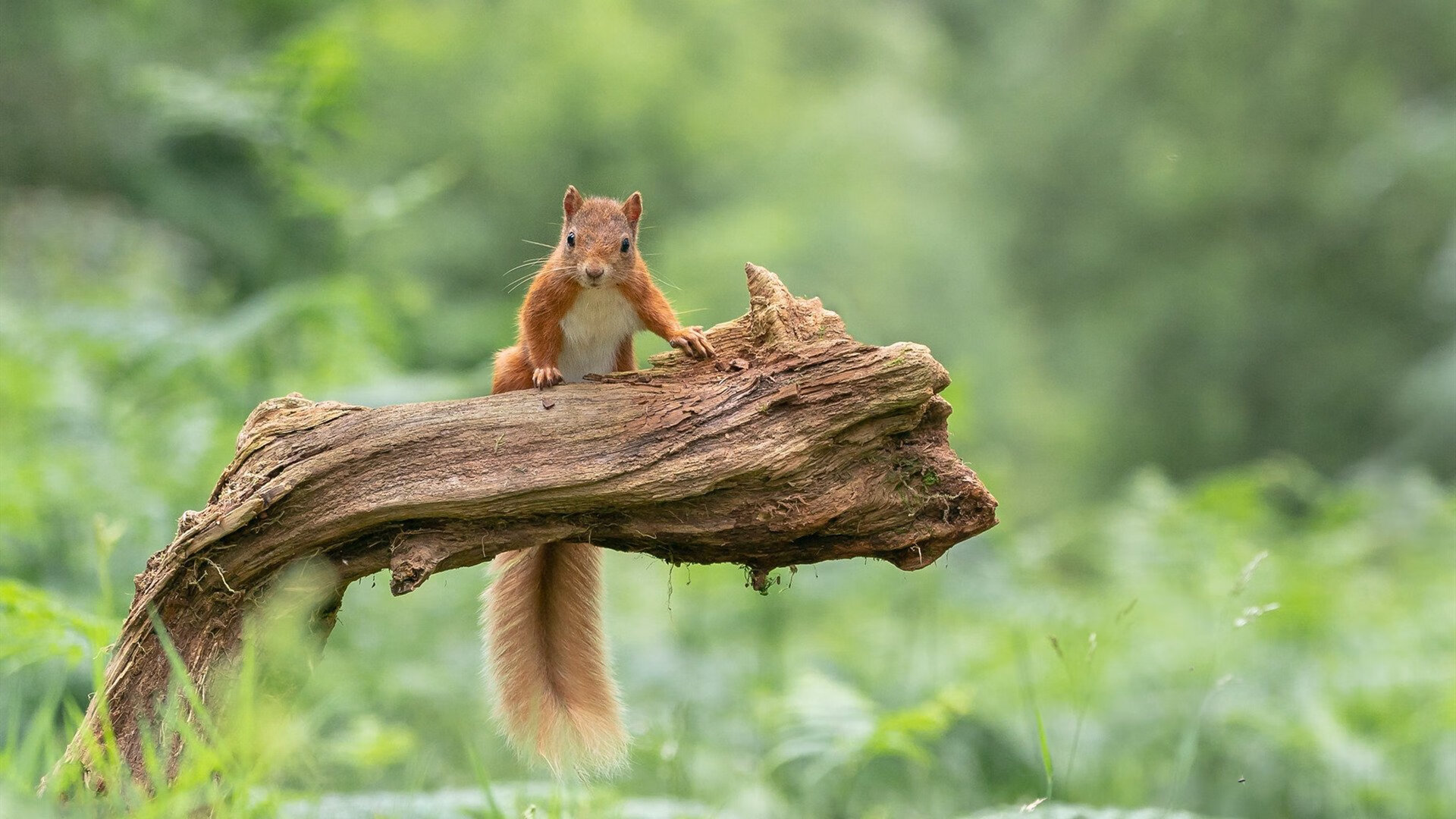 加纳铁桶阵锁死多特蒙德，赖斯中场节奏大师展现绝对统治力